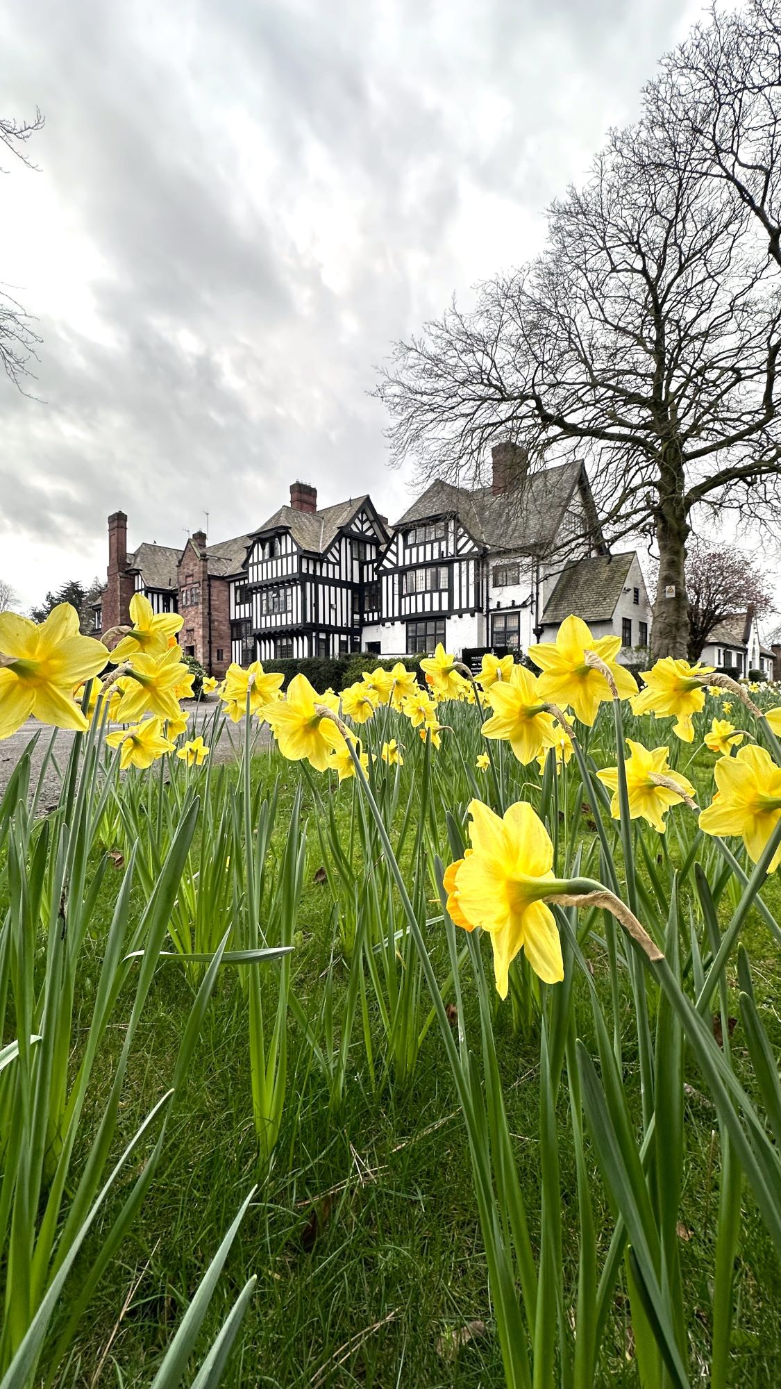 Inglewood manor in Spring with daffodils